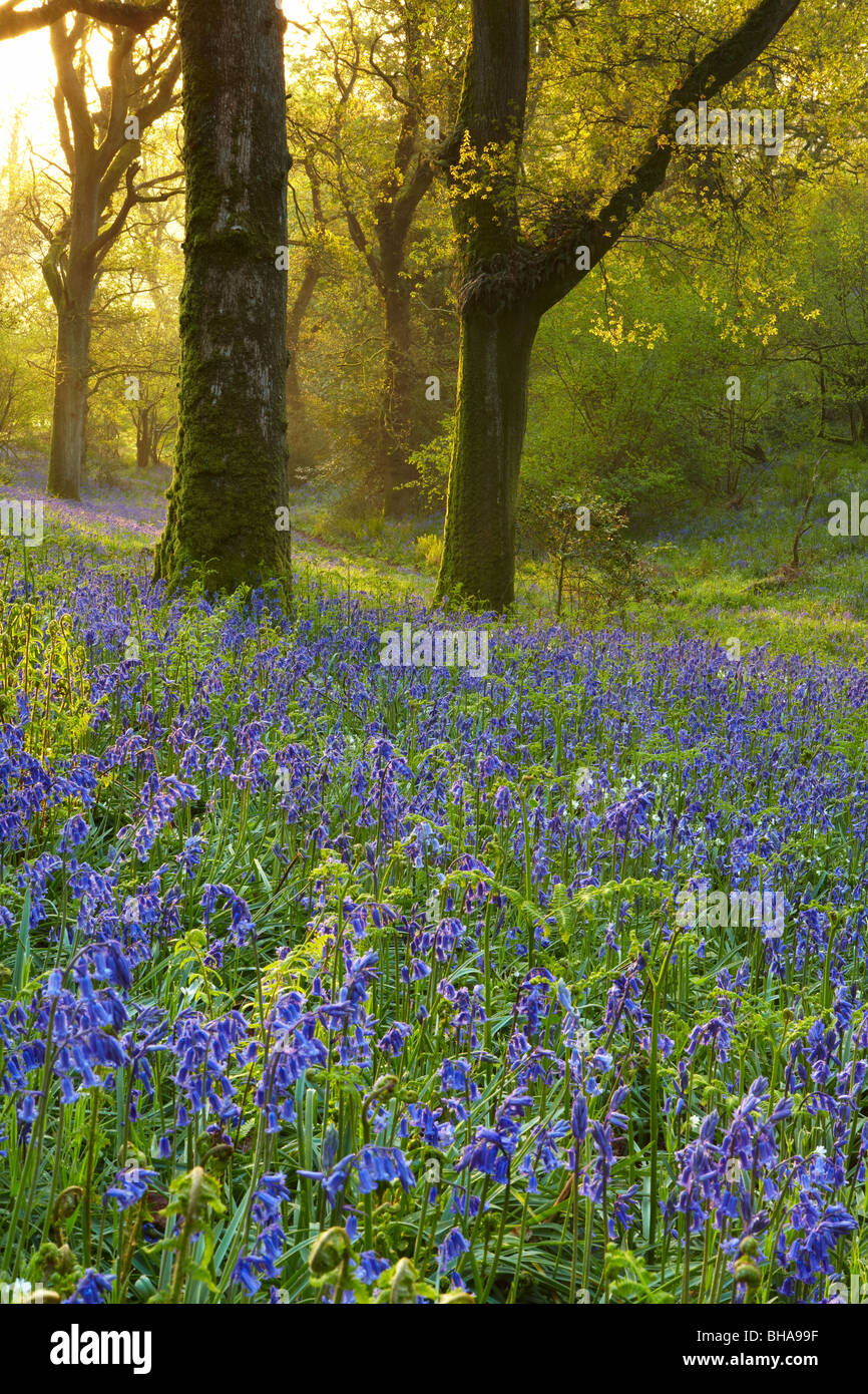 Las campánulas azules en el bosque en Batcombe al amanecer, Dorset, Inglaterra, Reino Unido. Foto de stock