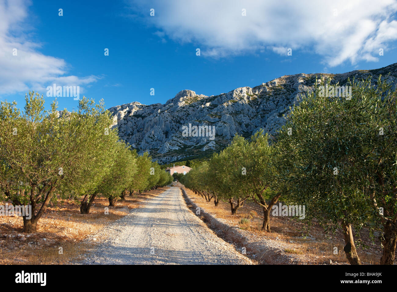 Una avenida bordeada de olivos debajo de la Montagne Ste Victoire nr Puyloubier, Provenza, Francia Foto de stock