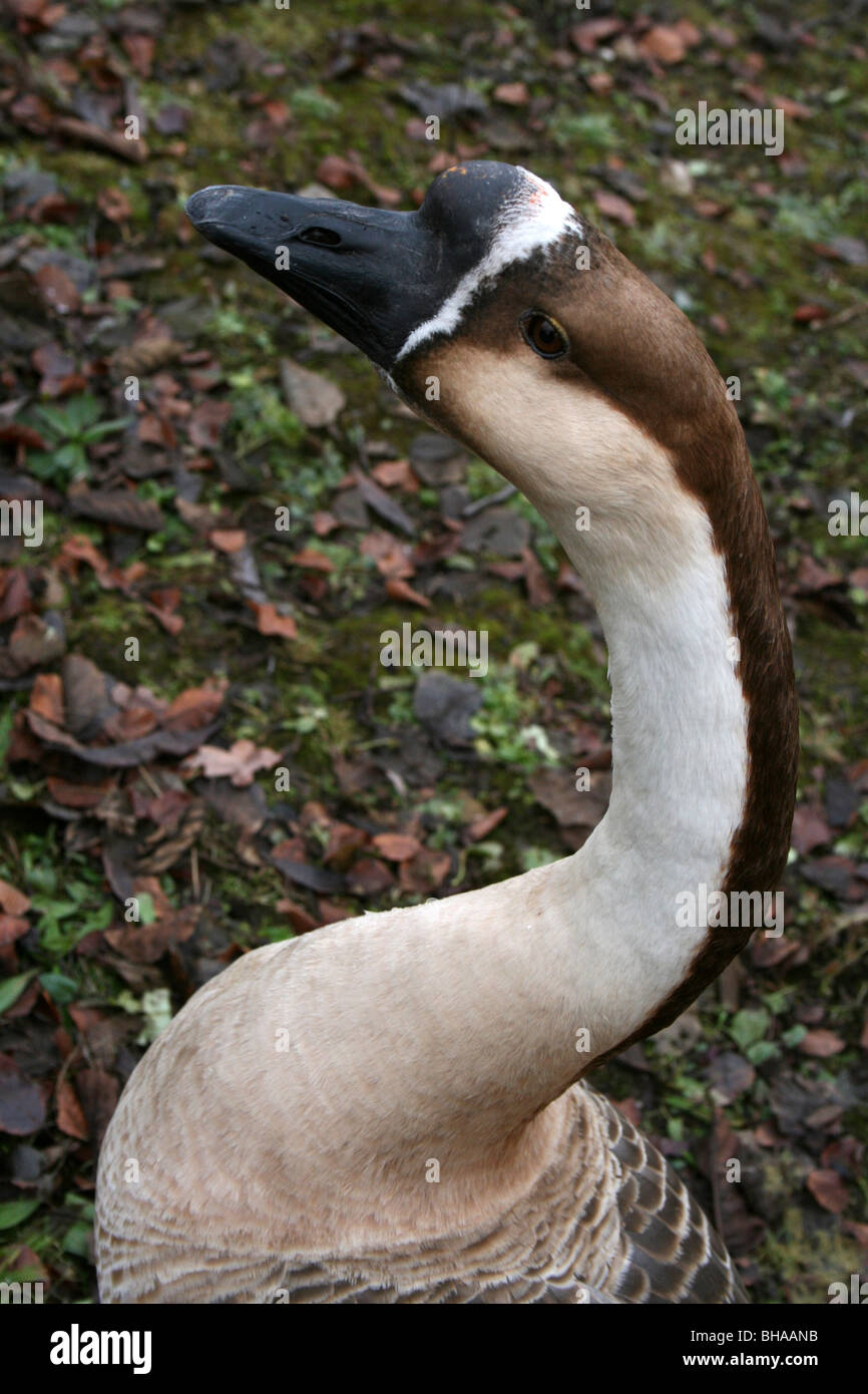 Cerca del pico de asa de la forma domesticada del ganso chino Anser cygnoides Foto de stock