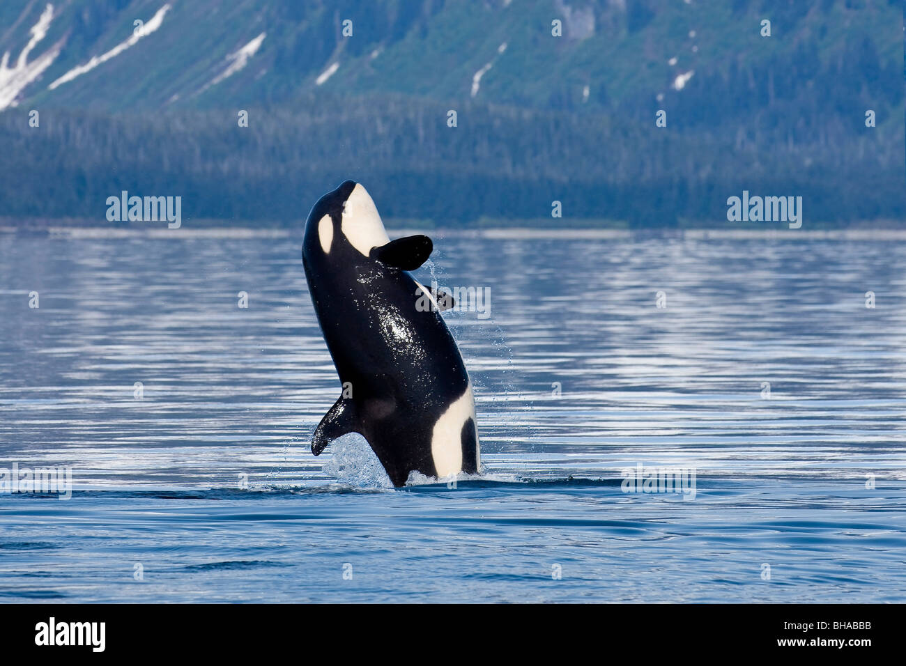 Un joven Killer Whale saltos desde las tranquilas aguas del Canal de Lynn en Alaska's Inside Passage. Foto de stock