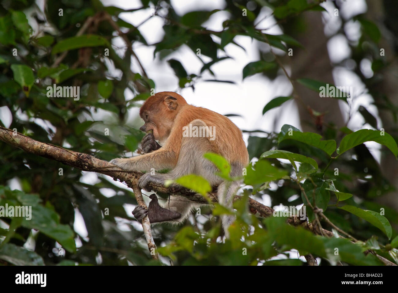 Probóscide mono bebé (Nasalis larvatus) sentado en una rama en el Kinabatangan Wildlife Sanctuary. Foto de stock
