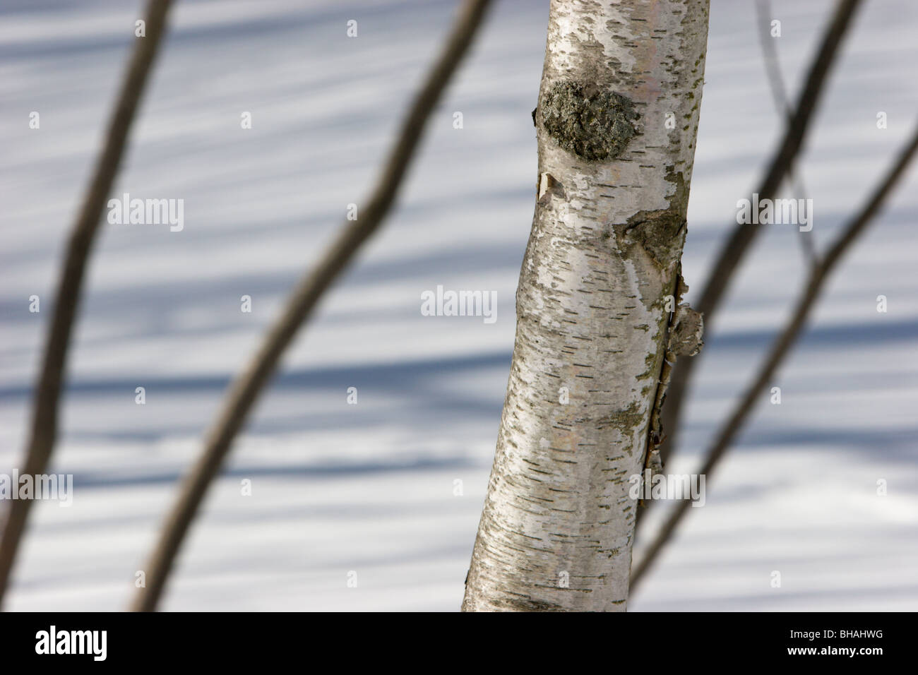 Birch Tree nieve invierno sombras Foto de stock