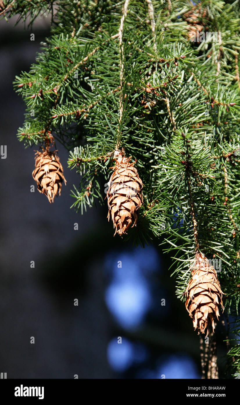 Oregon Douglas-fir o costa-abeto de Douglas, Pseudotsuga menziesii, Pinaceae, América del Norte, los Estados Unidos y México. Foto de stock