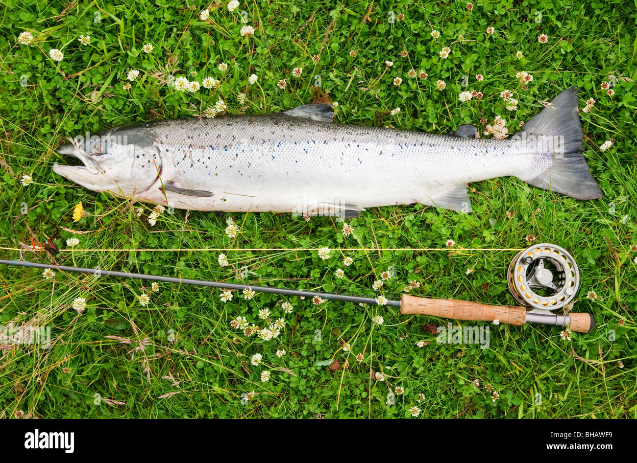 Los grandes salmones del Atlántico en la orilla del río Foto de stock