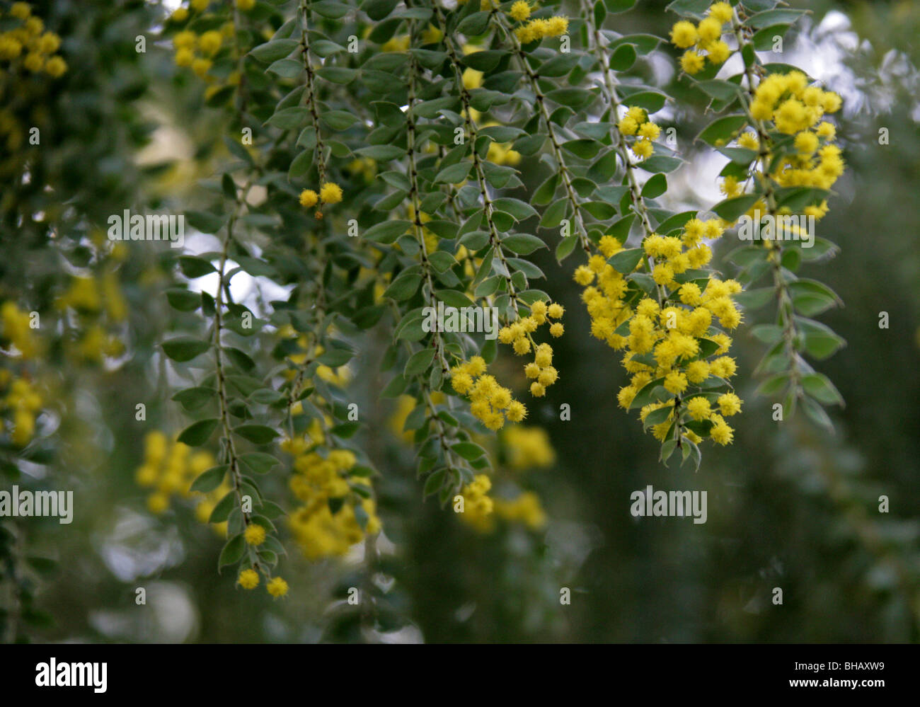 Acacia peluda o llorando Boree, Acacia vestita, Fabaceae, New South Wales, Australia Foto de stock