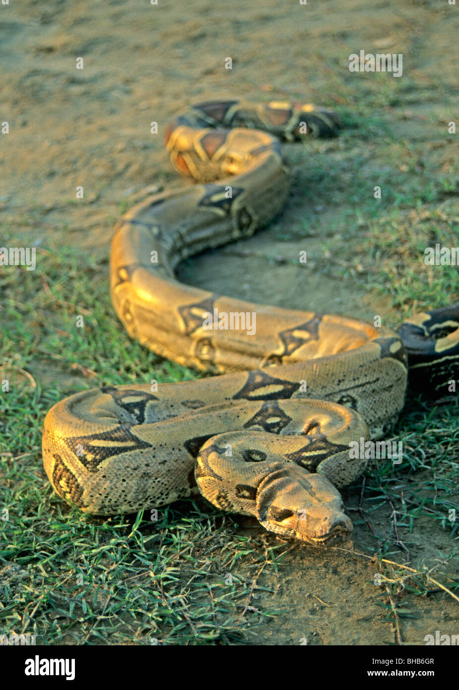 Boa en el Amazonas cerca de Iquitos, Perú Fotografía de stock - Alamy