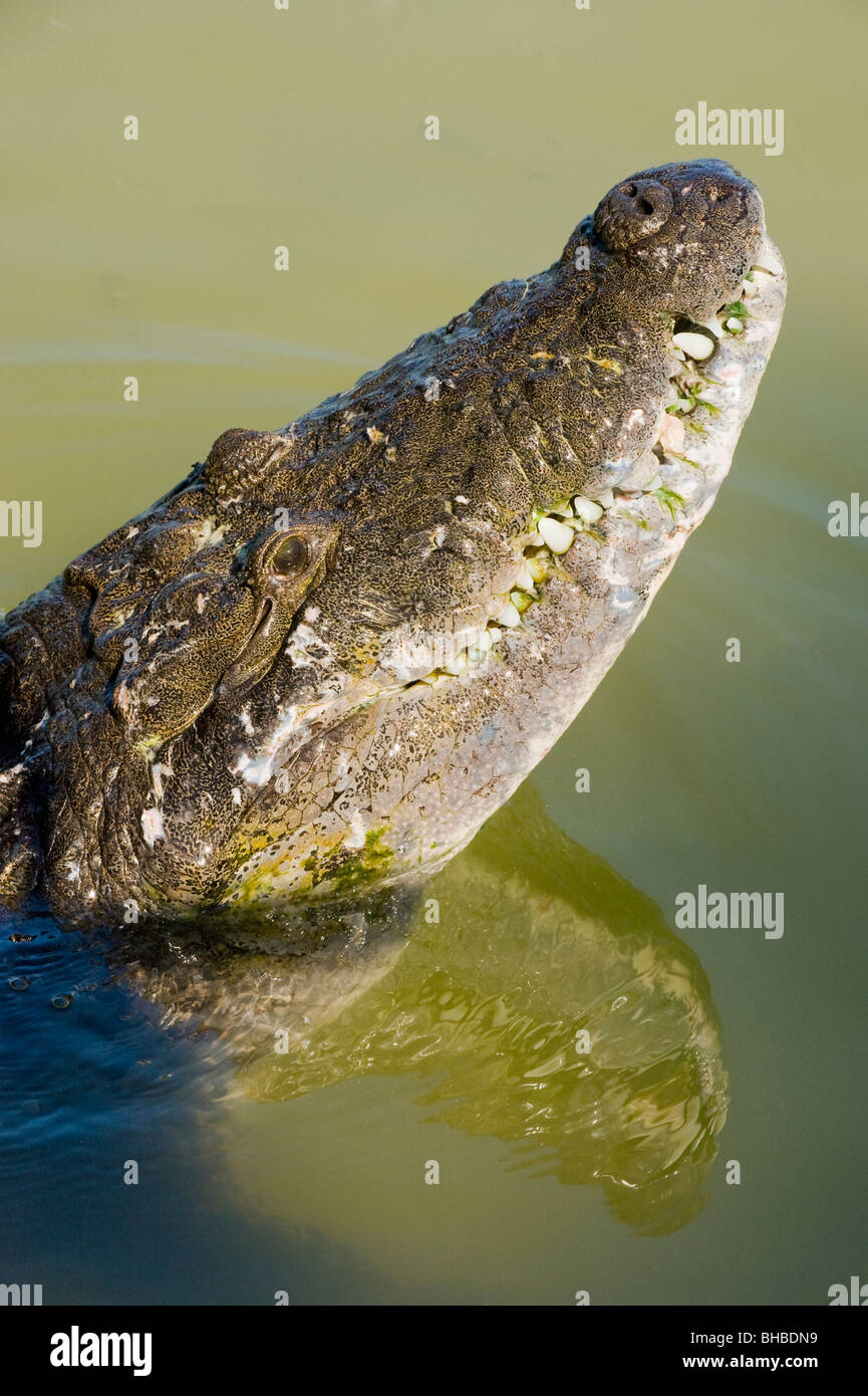Belice o el cocodrilo de Morelet (Crocodylus moreletii), Reserva de la Biosfera de Calakmul, Yucatán, México Foto de stock