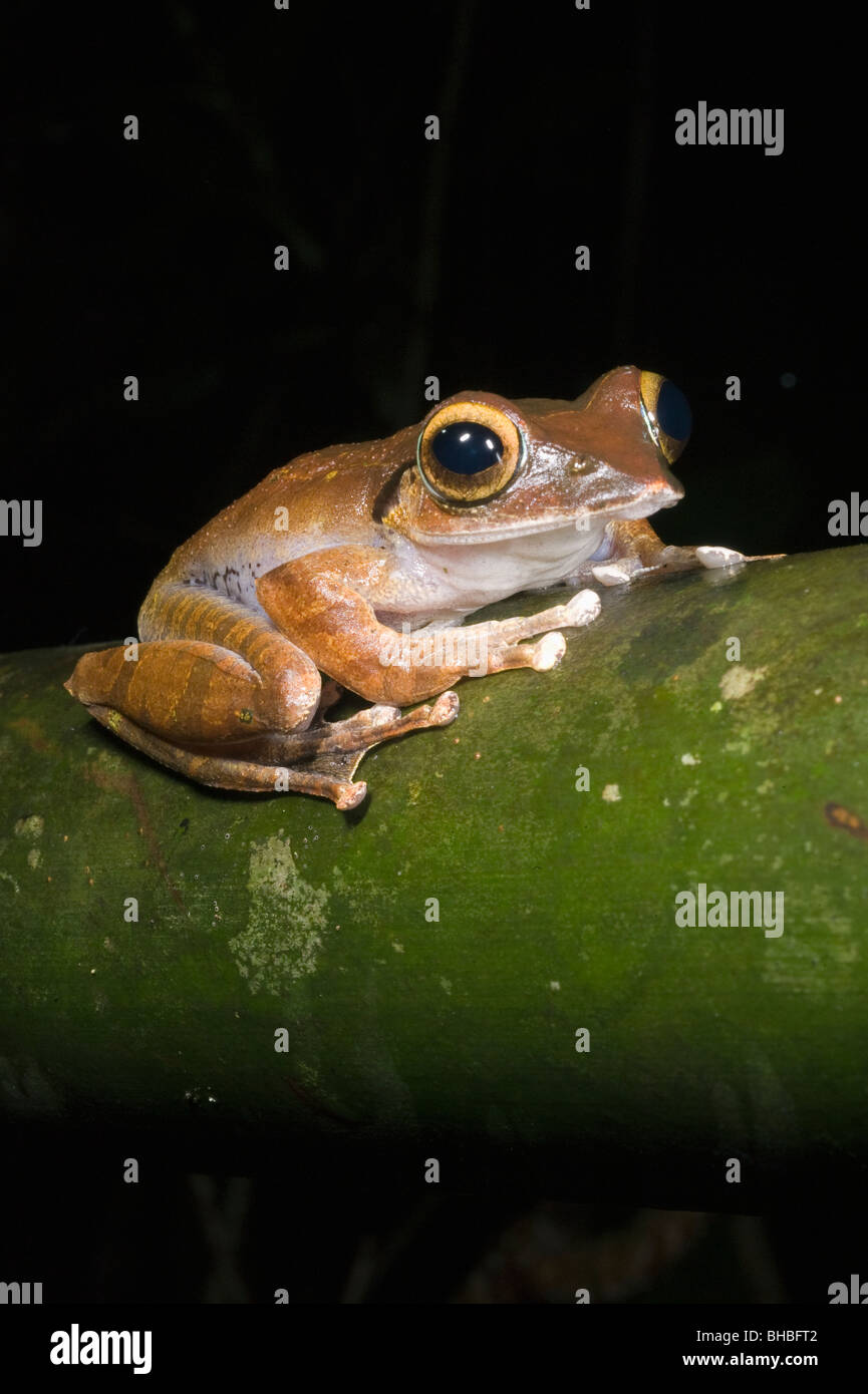 Madagascar Tree Frog (Boophis madagascariensis) Parque Nacional de Marojejy, Madagascar Foto de stock