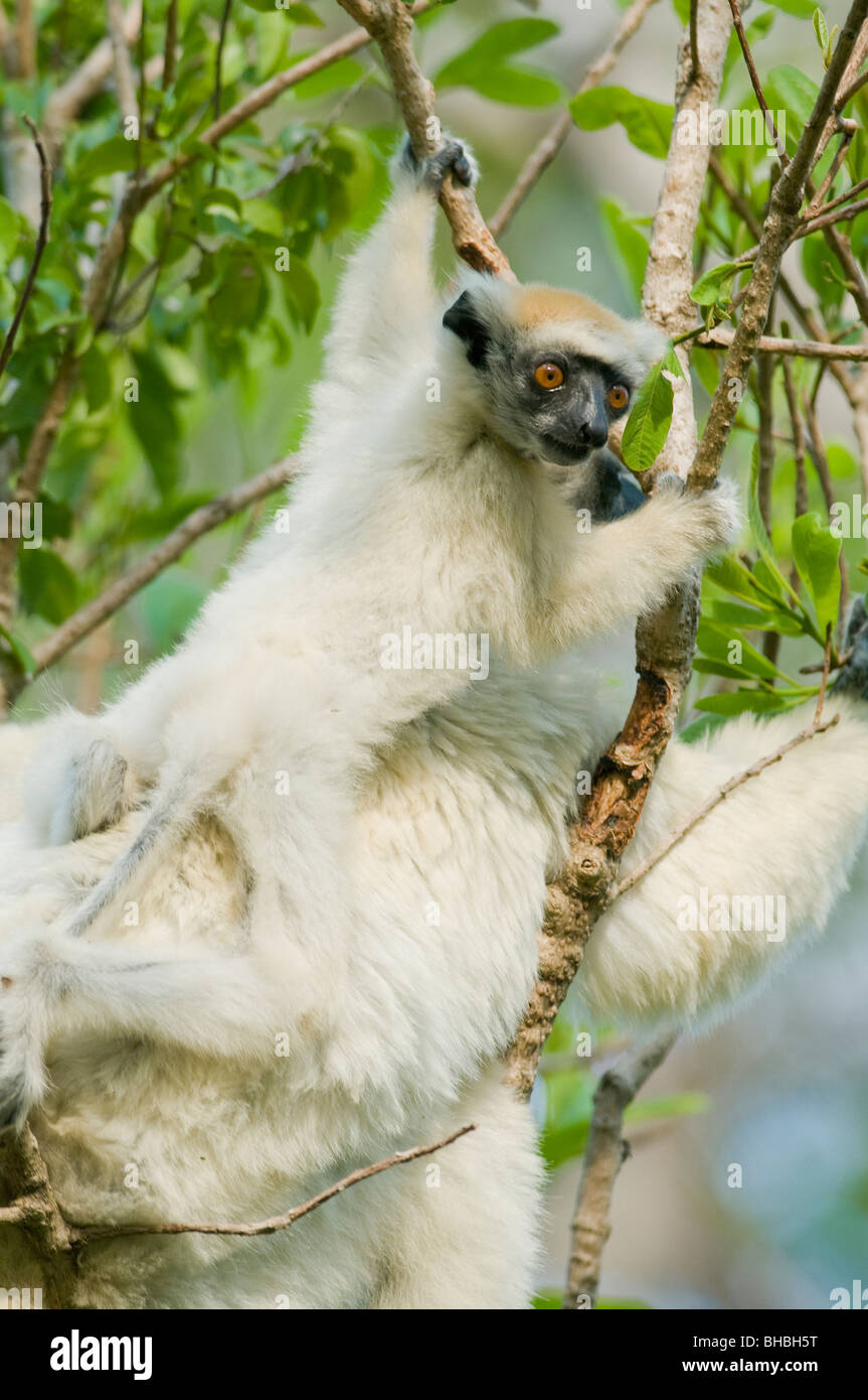 Golden-coronada o Tattersall's Sifaka Lemur (Propithecus tattersalli) EN PELIGRO DE EXTINCIÓN, Reserva Fenamby Daraina, Madagascar Foto de stock