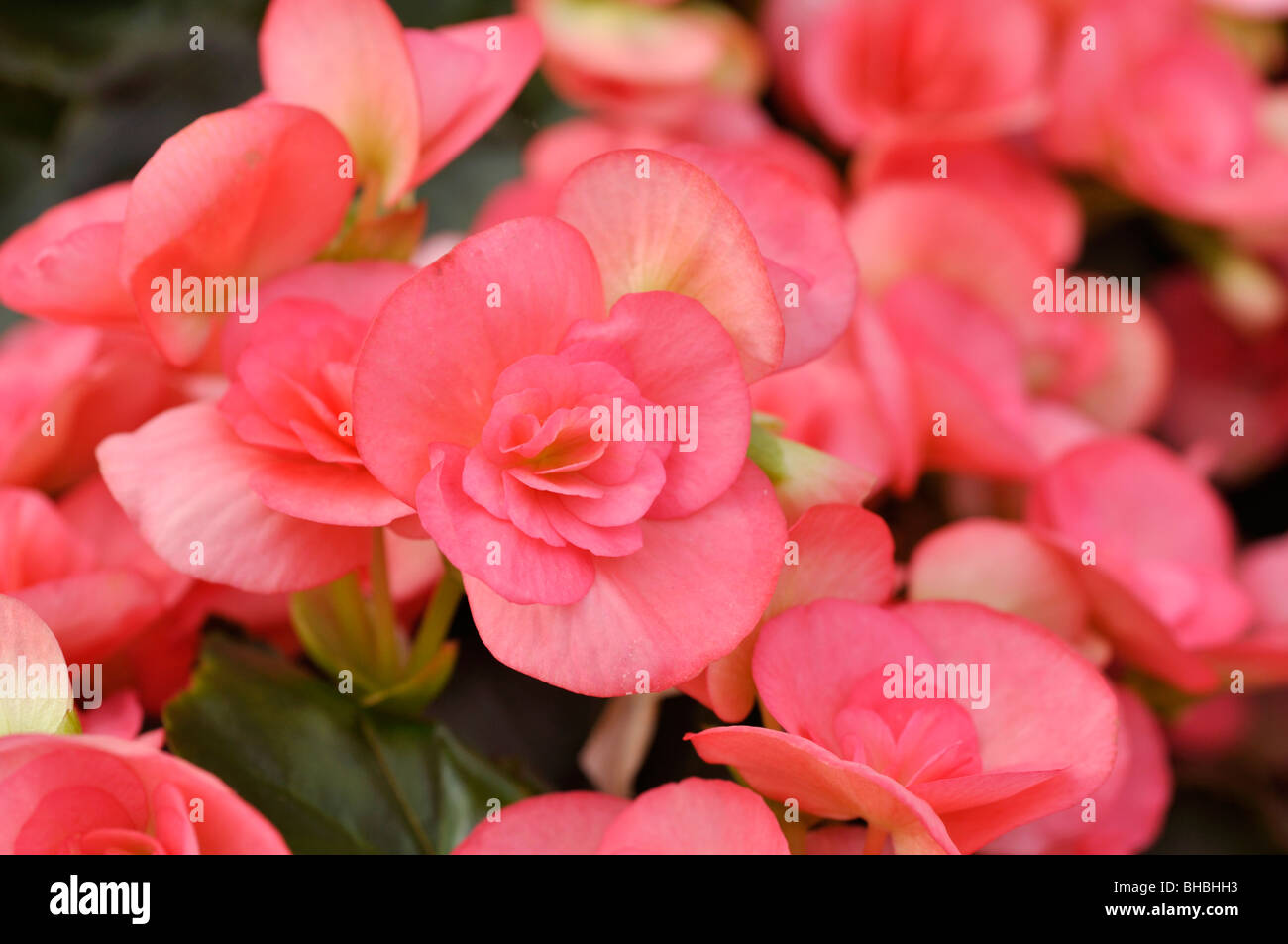 Begonia rosa oscuro fotografías e imágenes de alta resolución - Alamy