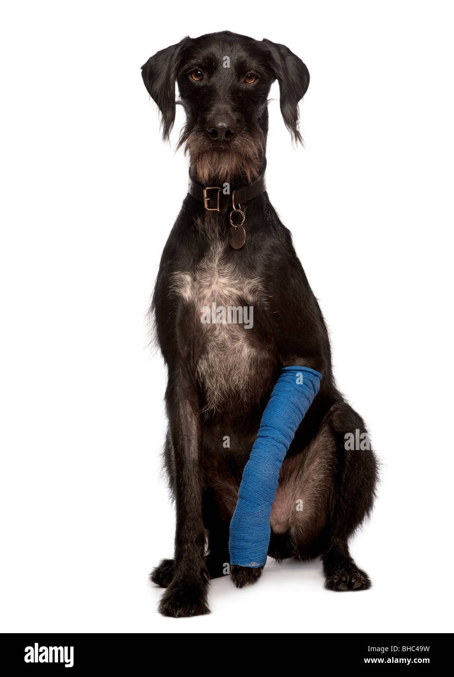 Perro perro con yeso en la pierna, de 3 años de edad, sentada delante de un fondo blanco Foto de stock