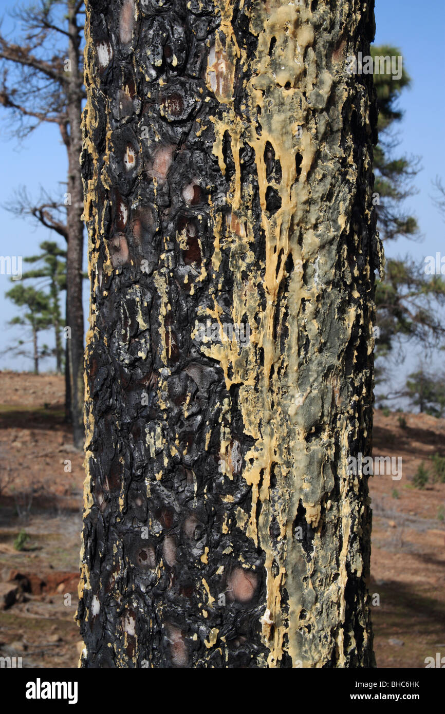 La resina en el tronco de un incendio dañó de pino canario (Pinus canariensis) en las Islas Canarias Foto de stock