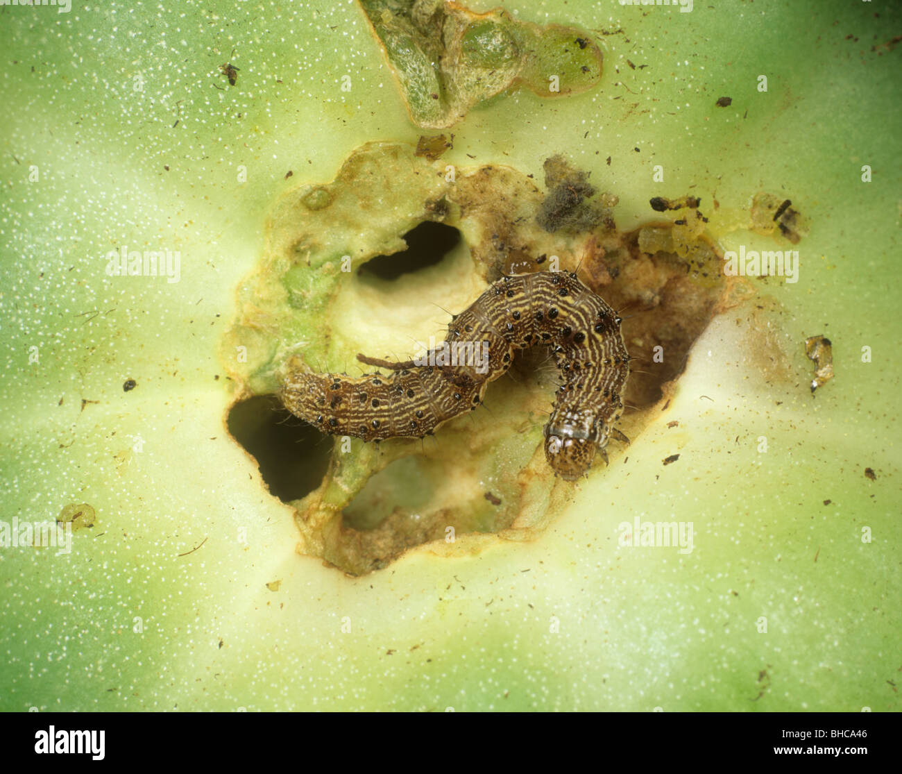 Tomate fruitworm (Helicoverpa armigera) Caterpillar en dañado fruto de tomate, Portugal Foto de stock