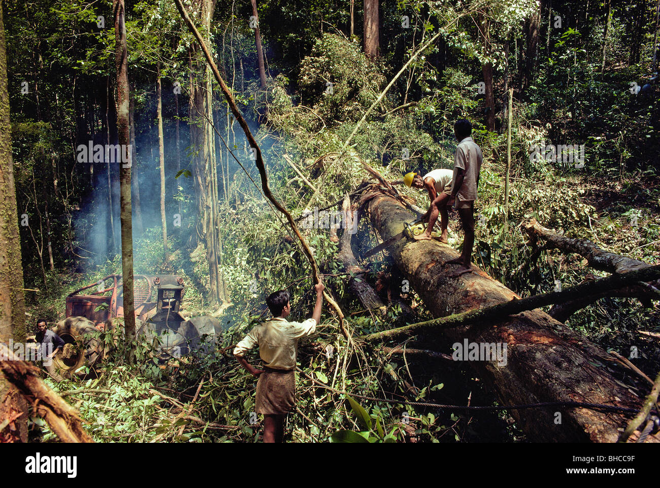 La tala indiscriminada de árboles en la selva tropical brasileña,  resultando en la pérdida de suelos ricos en nutrientes Fotografía de stock  - Alamy