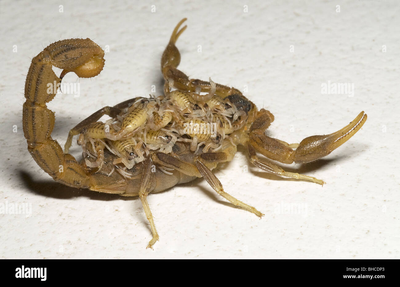 Hottentota scorpion, llevando su joven, fotografiado en Tanzania, África Foto de stock