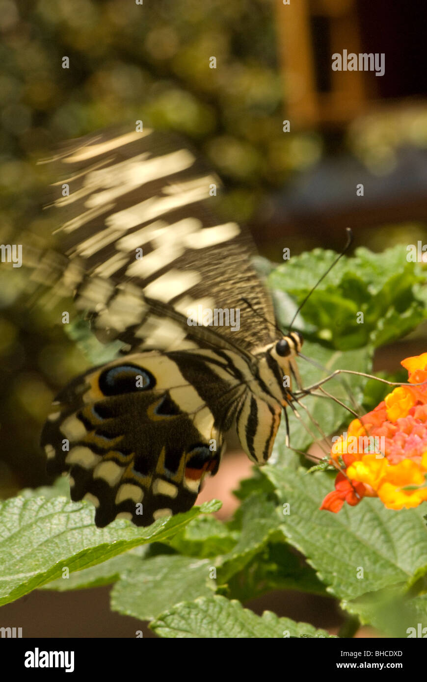 Papilio grosesmithi fotografiado en Tanzania, África forrajeando en el néctar de las flores de Lantana Foto de stock