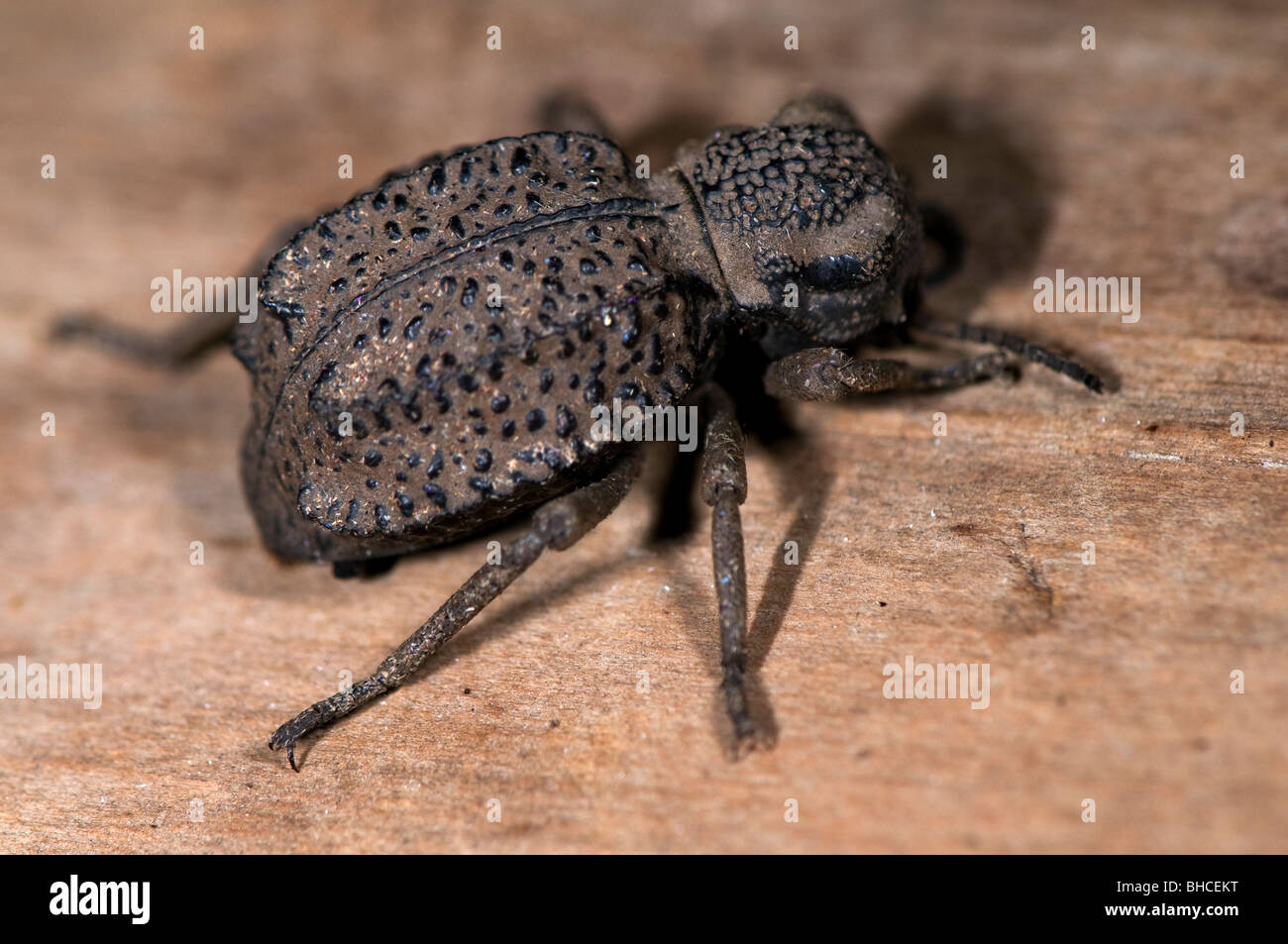 Escarabajo Tenebrionid fotografiado en Tanzania, África. Foto de stock