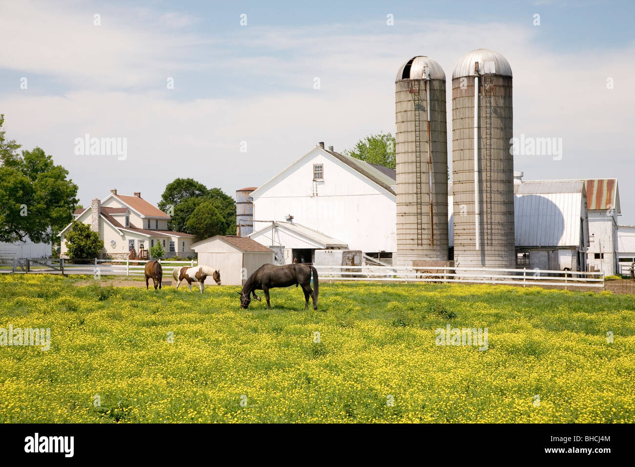 Caballos que pastan en el campo amarillo delante de Pennsylvania-style barn y silos en Lancaster, Pennsylvania Foto de stock