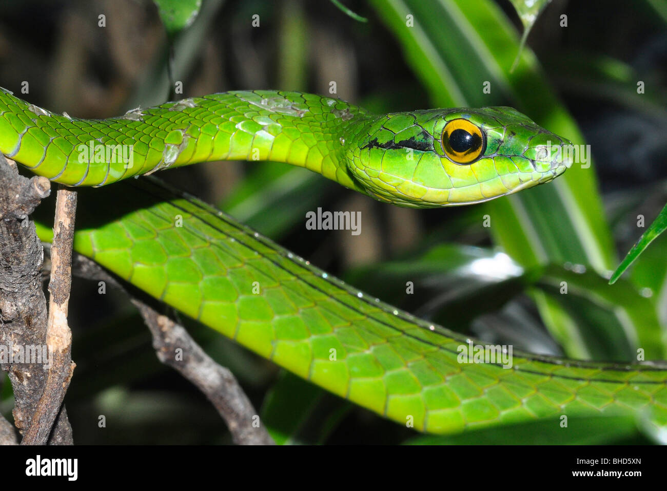 Vid verde serpiente (Oxibelis fulgidus) de Costa Rica. Foto de stock