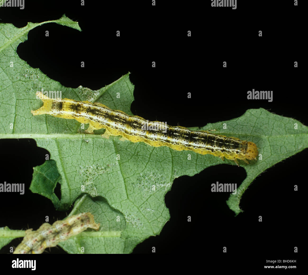 El algodón semi-looper (Anomis texana) Caterpillar sobre hojas de algodón dañadas Foto de stock