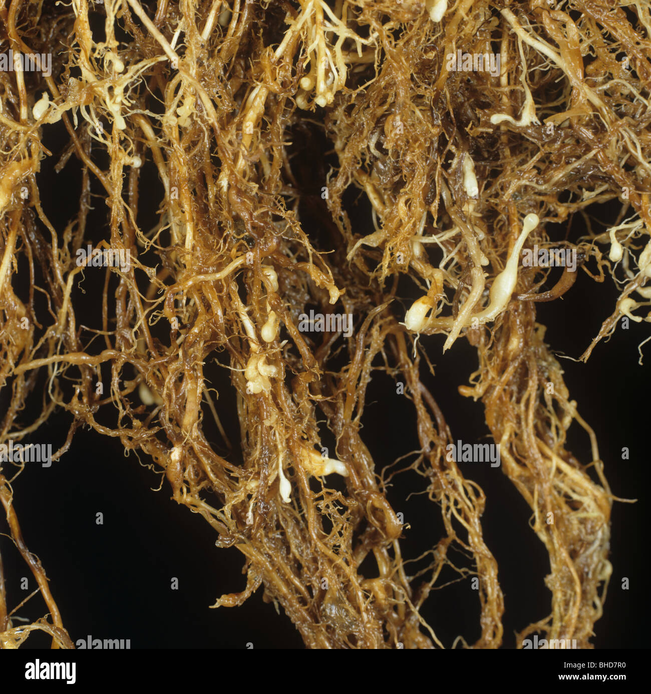 Root (nematodos Meloidogyne graminicola) en la raíz de la planta de arroz Foto de stock