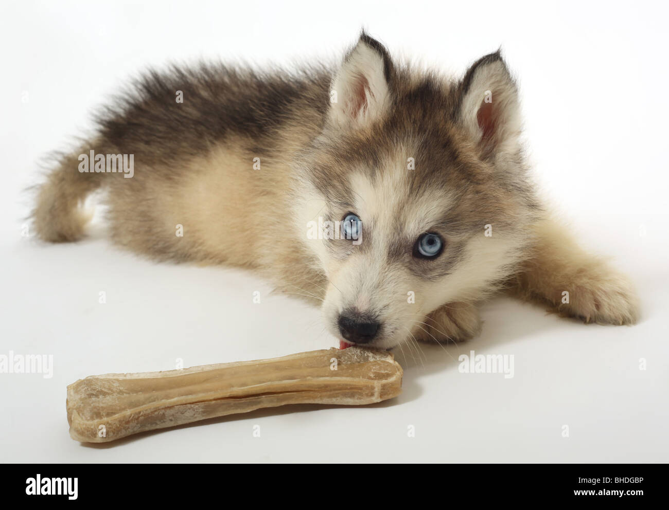Husky Siberiano bebé 5 Fotografía de stock - Alamy