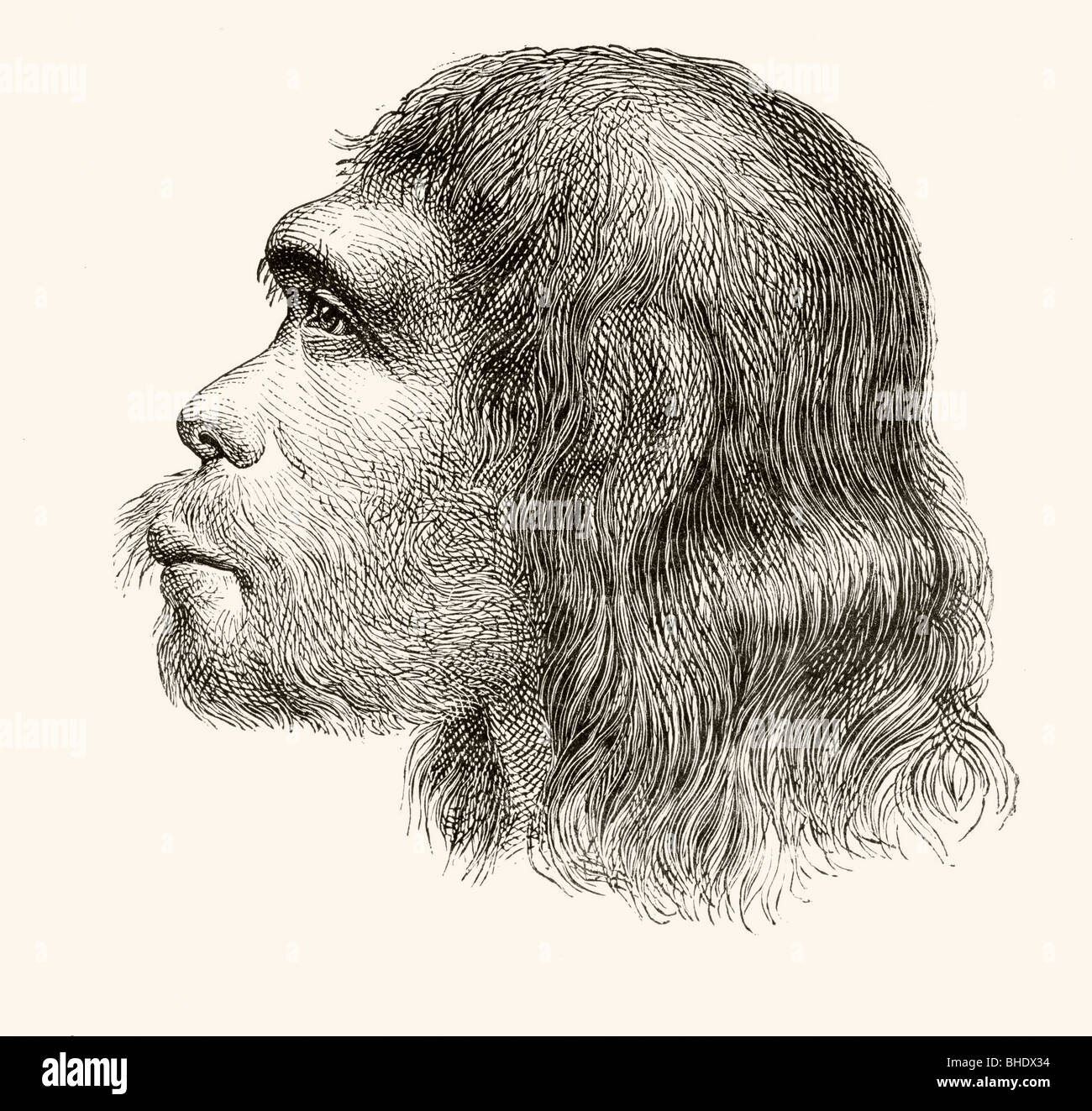 Cabeza de un hombre de Neanderthal. Ilustración de una reconstrucción del siglo xix. Foto de stock
