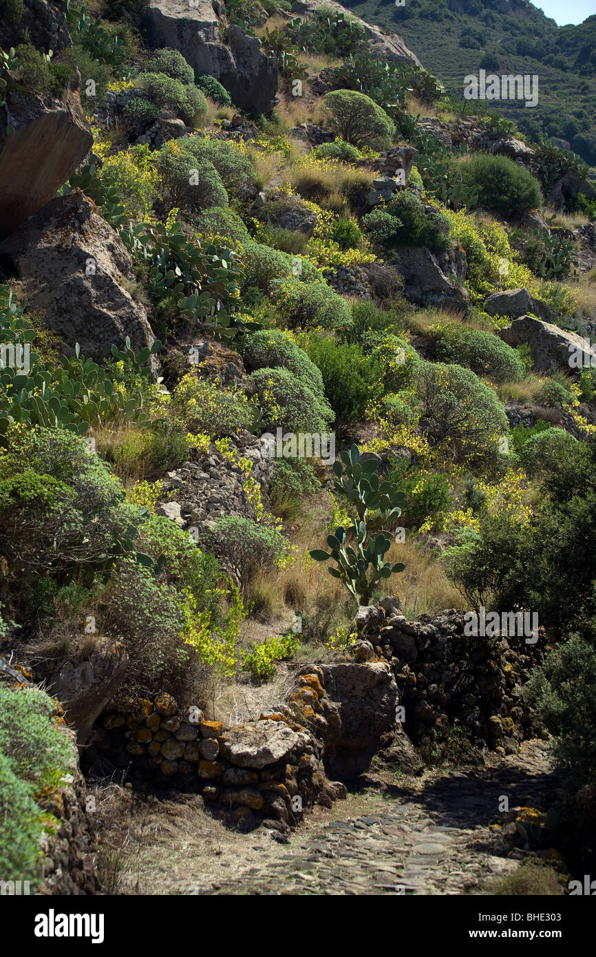 Italia, SICILIA Pantelleria la isla, dentro de la vegetación, cactus, Foto de stock