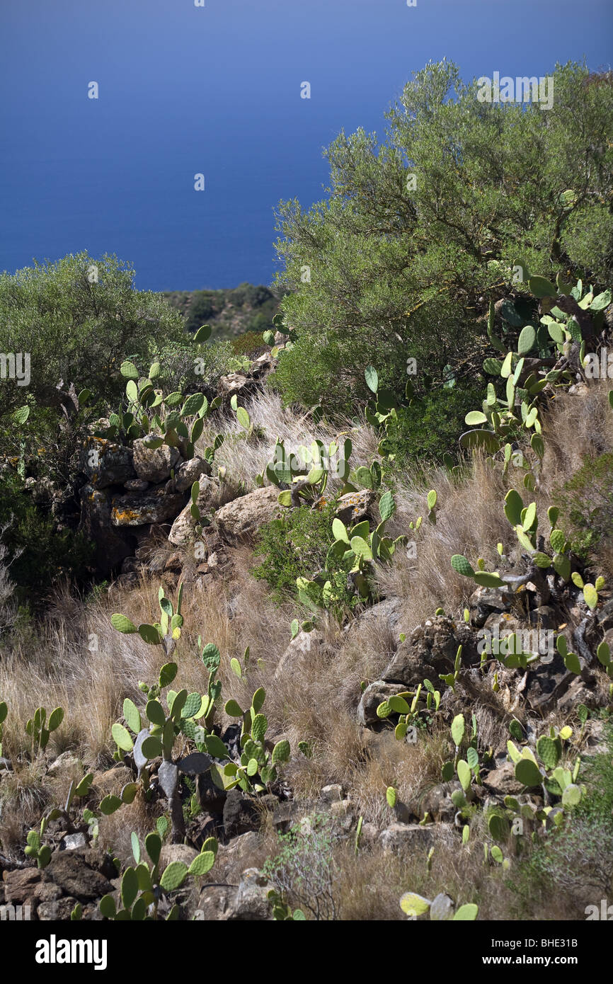 Italia, Sycily Pantelleria, Isla, dentro de la vegetación, cactus, Foto de stock