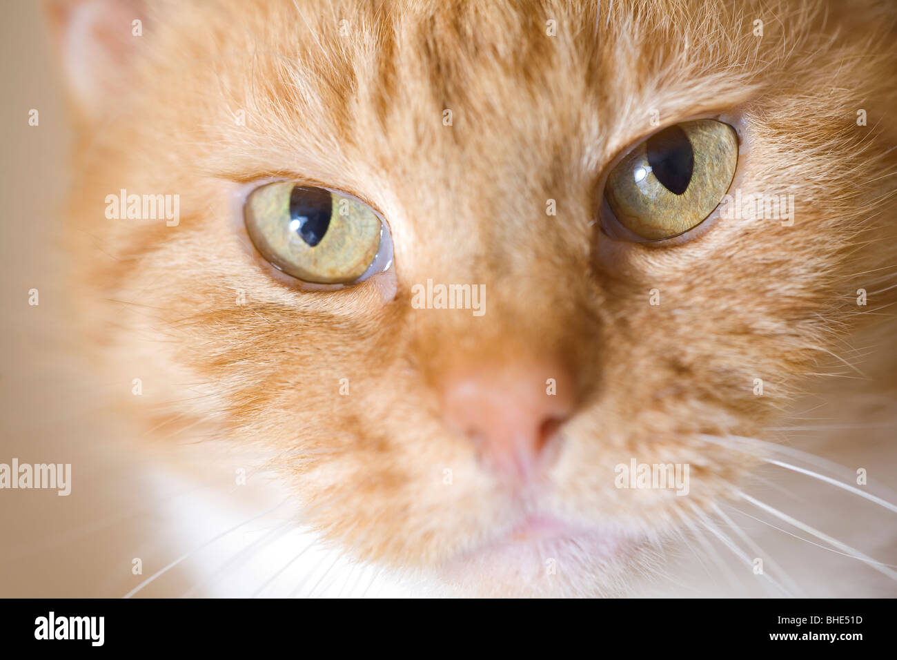 Cerca de la cara de su mascota ginger cat (Felis catus) Foto de stock