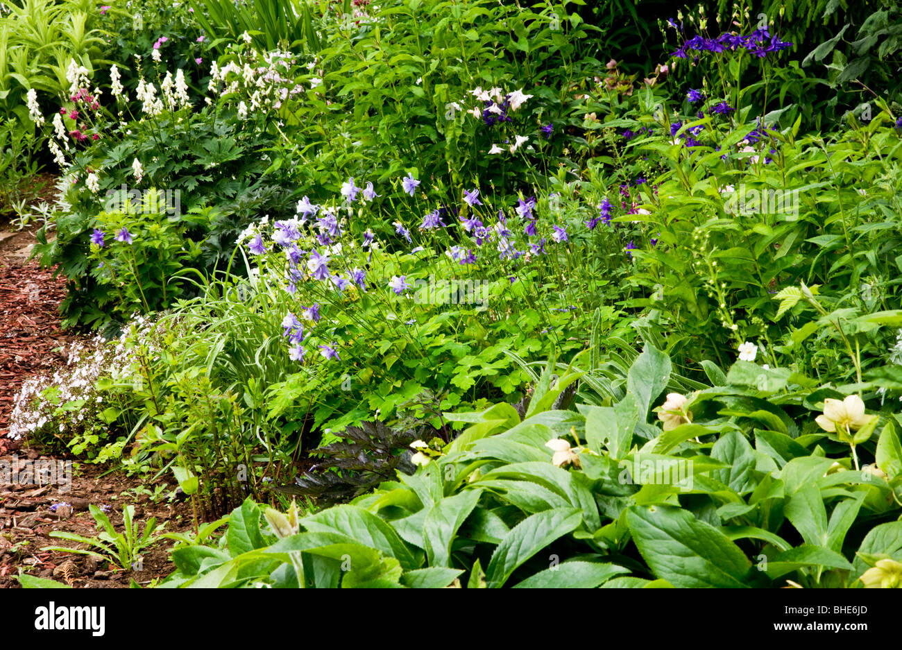 Y Aquilegias foxgloves en una frontera herbácea perenne en un jardín inglés Foto de stock