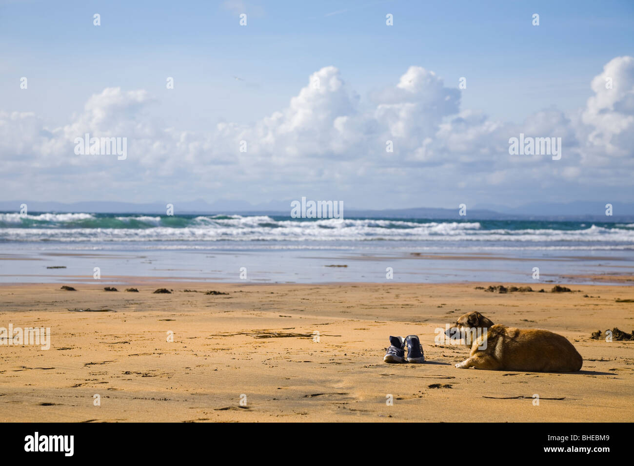 Perro esperando por un par de zapatillas Converse en la playa de Fanore, County Clare, Irlanda. Foto de stock