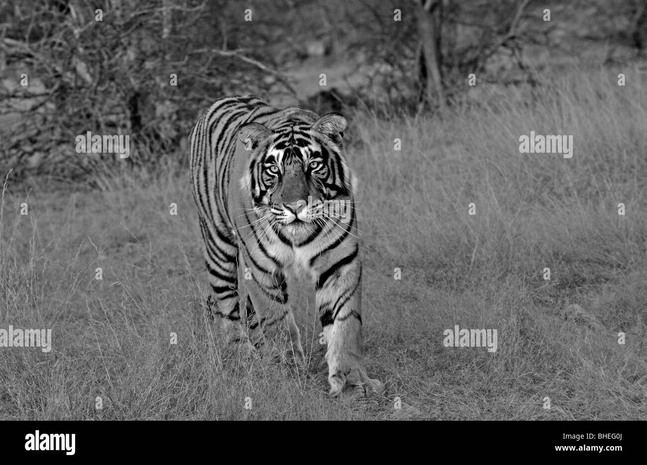 Tigre en la reserva de tigres de Ranthanbhore Foto de stock