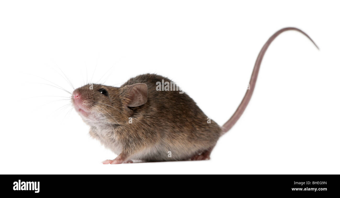 Ratón silvestre, delante de un fondo blanco, Foto de estudio Foto de stock