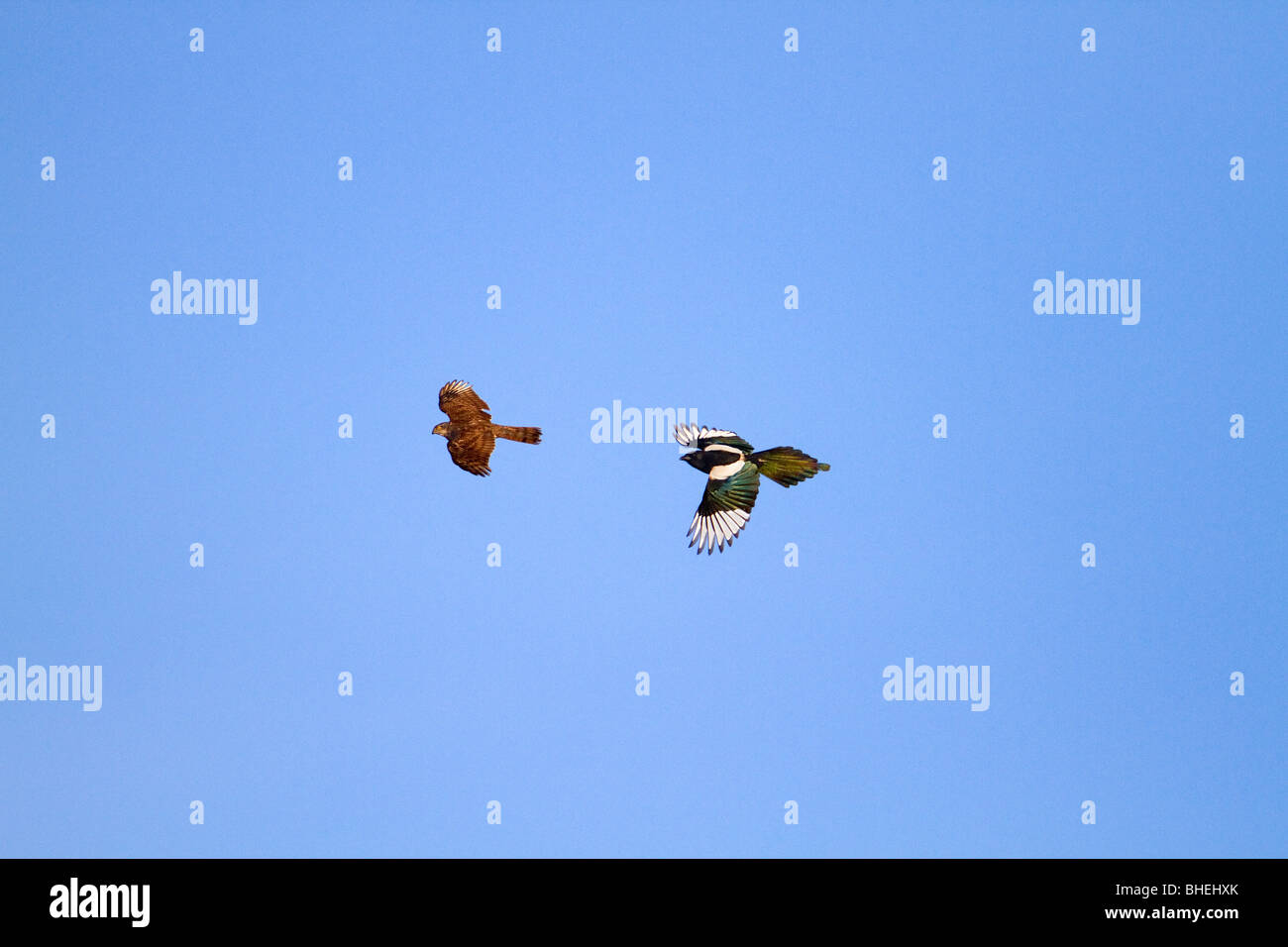 El gavilán Accipiter nissus;; masculino; perseguido en vuelo por una urraca; Foto de stock
