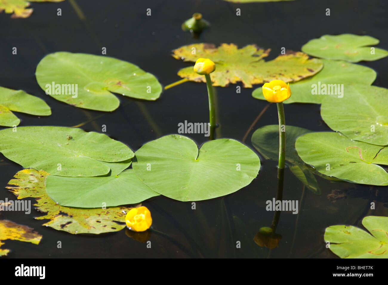 Nuphar lutea, Spatterdock, lirio de agua amarilla, vaca, Lily Pond-lily, planta acuática Foto de stock