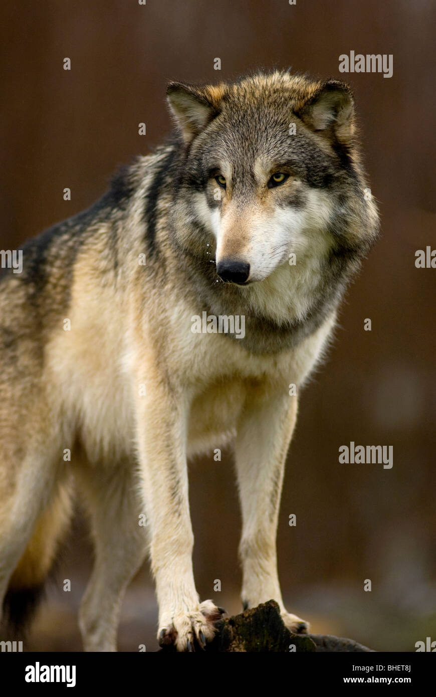 Este Lobo está de pie a unos 5 pies por encima del suelo, observar sus alrededores. Foto de stock