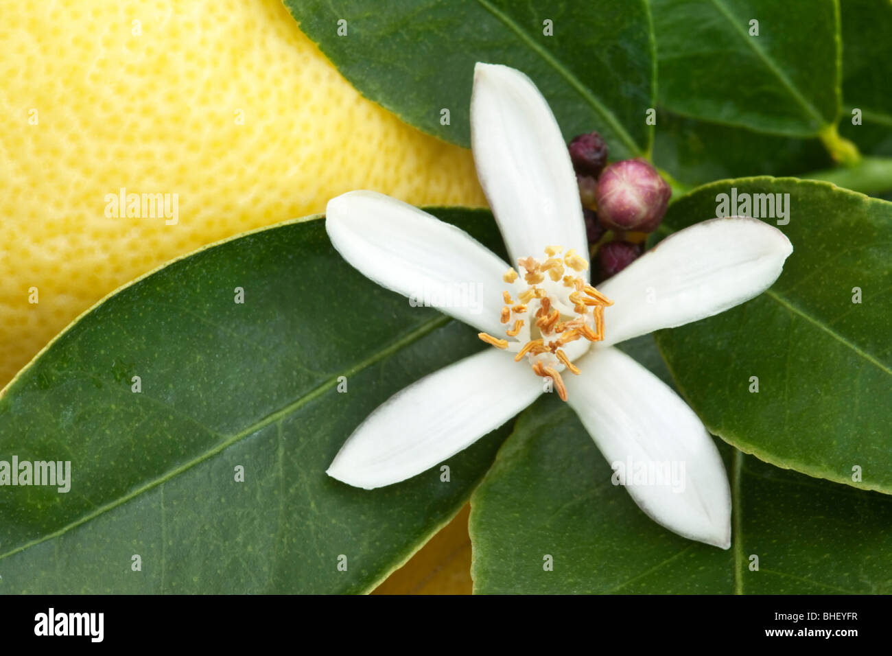 Flor de limón, rama. Foto de stock