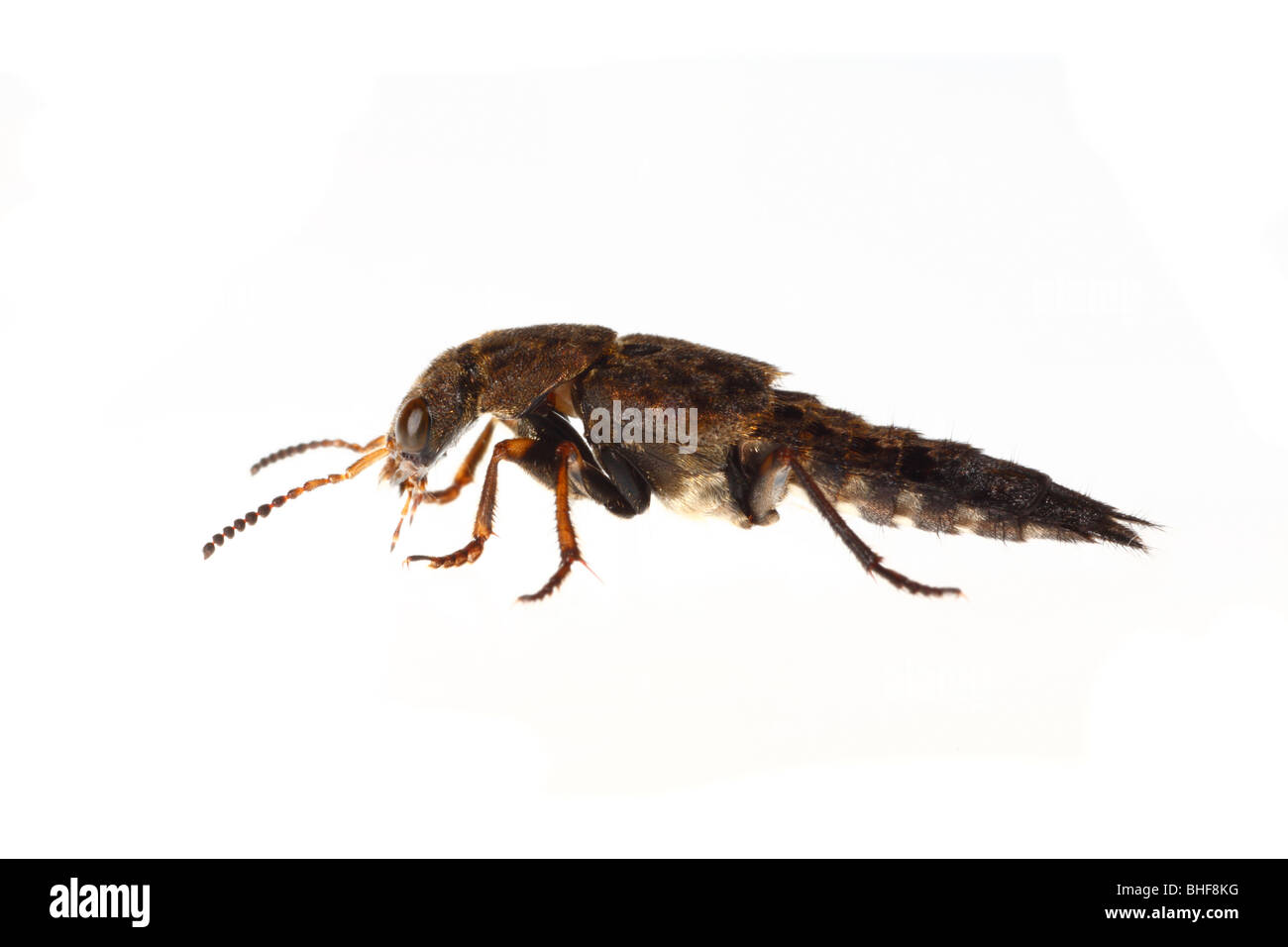 Rove Escarabajo (Creophilus maxillosus). Insecto vivo fotografiado contra un fondo blanco en un estudio portátil. Foto de stock