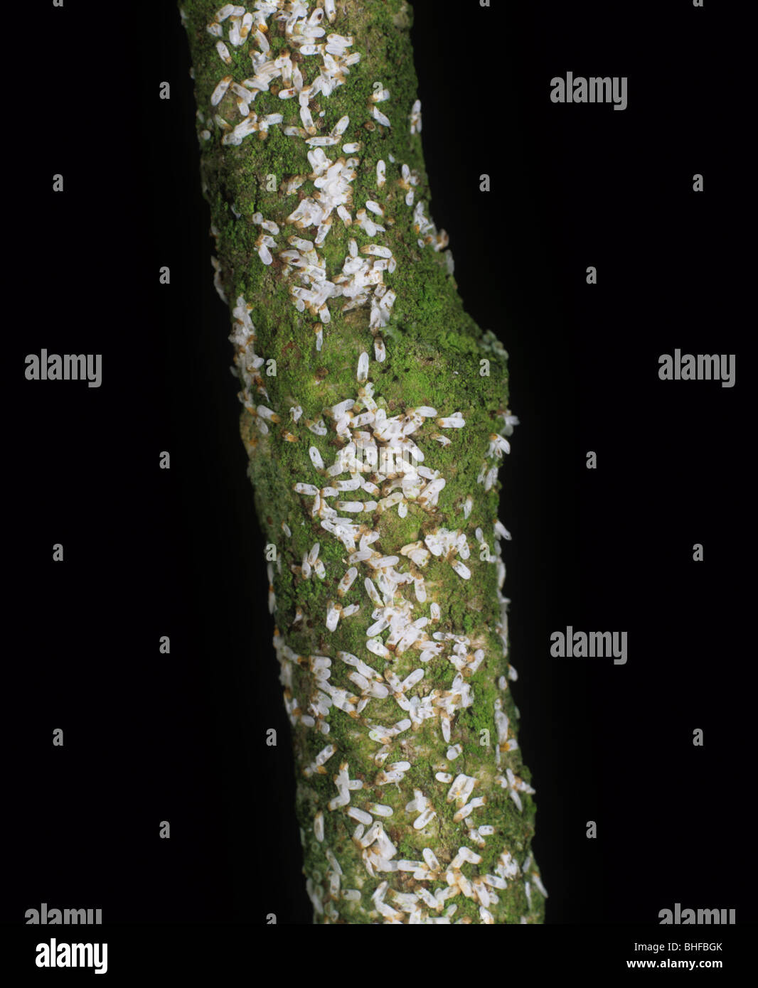 Insectos de la escala del sauce (Chionaspis salicis) en madera del árbol del sauce Foto de stock