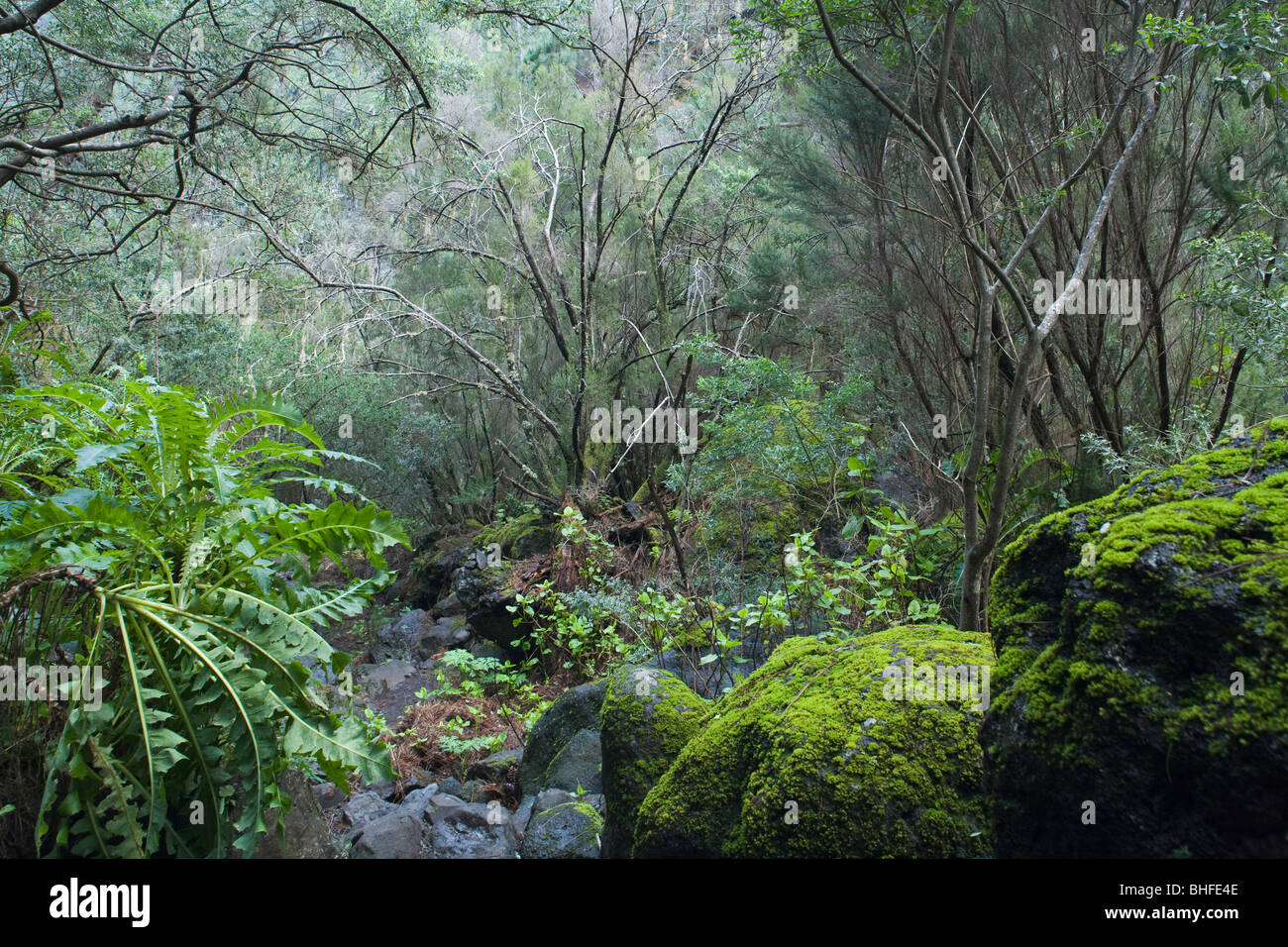 Bosque húmedo de montaña fotografías e imágenes de alta resolución Alamy