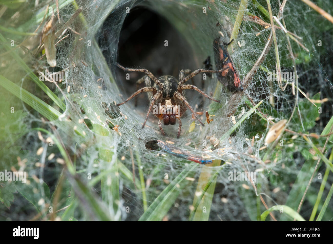 Hoja Web (araña Agelena labyrinthica) en web Foto de stock