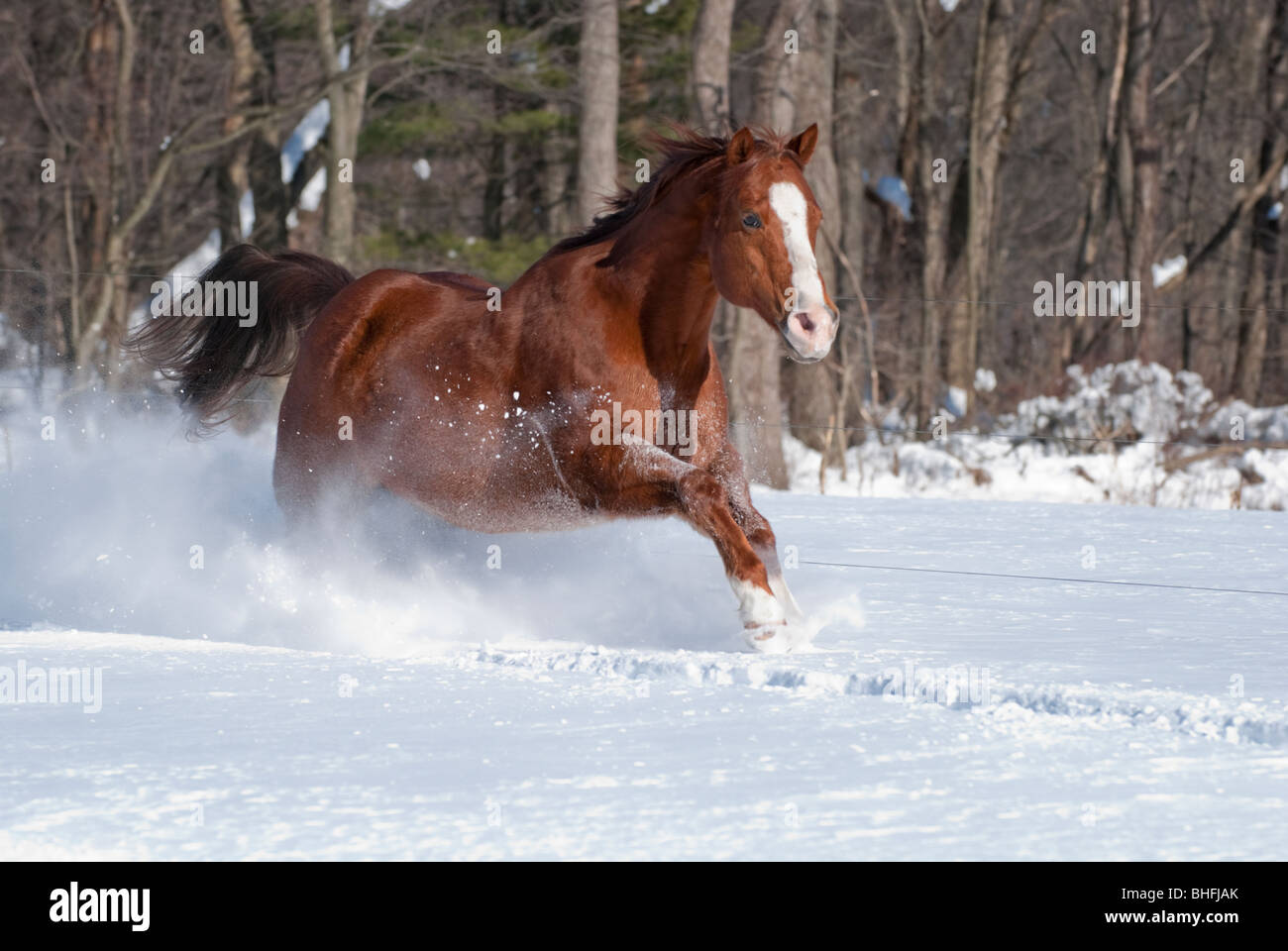Imagen del quarter horse castrado girando en la luz del sol en Nueva caído nieve. Foto de stock