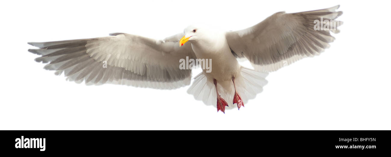 Seagull con las alas extendidas sobre un fondo blanco, en formato panorámico. Foto de stock