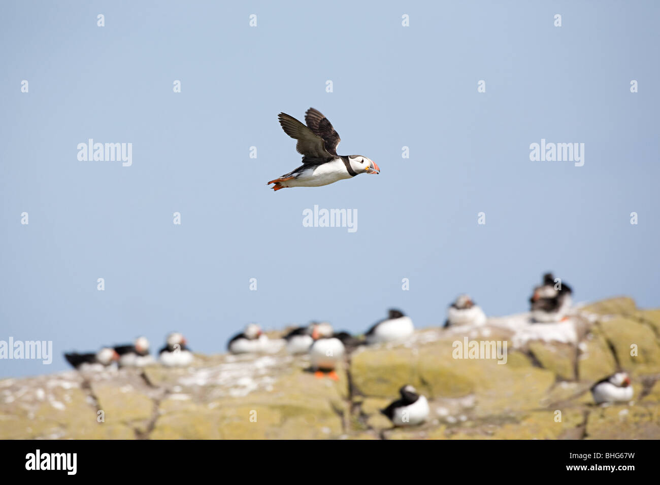 Atlantic puffin, Islas Farne Foto de stock