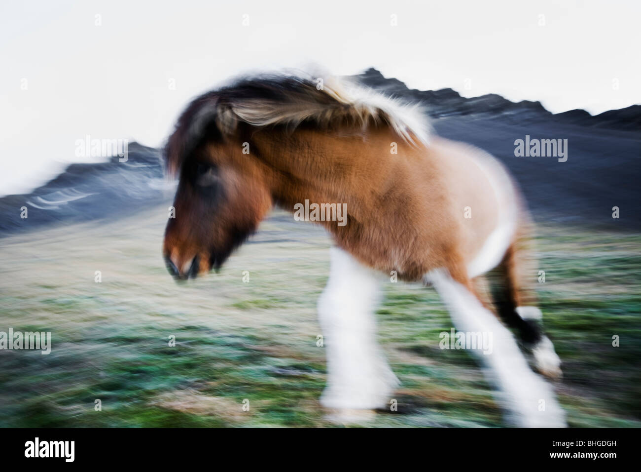Un caballo islandés en movimiento, Islandia. Foto de stock