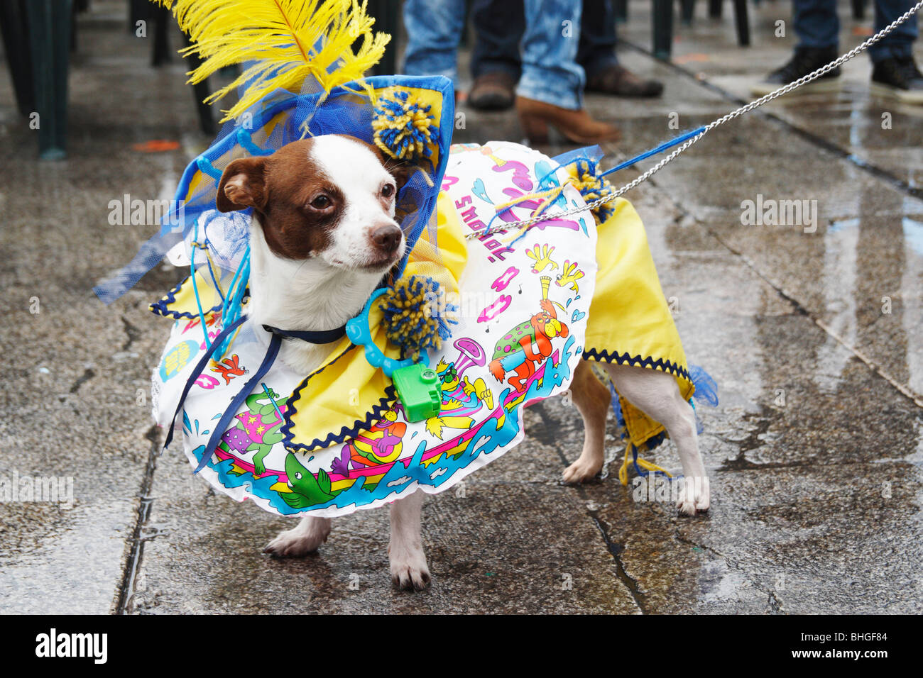 Concurso de Disfraces para perros en Las Palmas de Gran Canaria Carnaval  2010 Fotografía de stock - Alamy