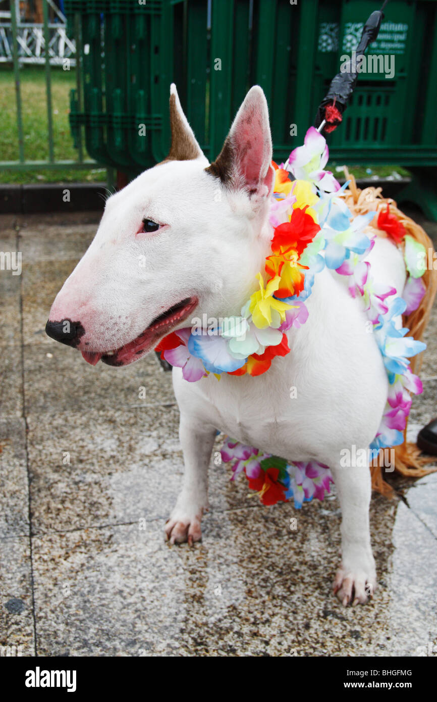 Bull terrier in fancy dress fotografías e imágenes de alta resolución -  Alamy