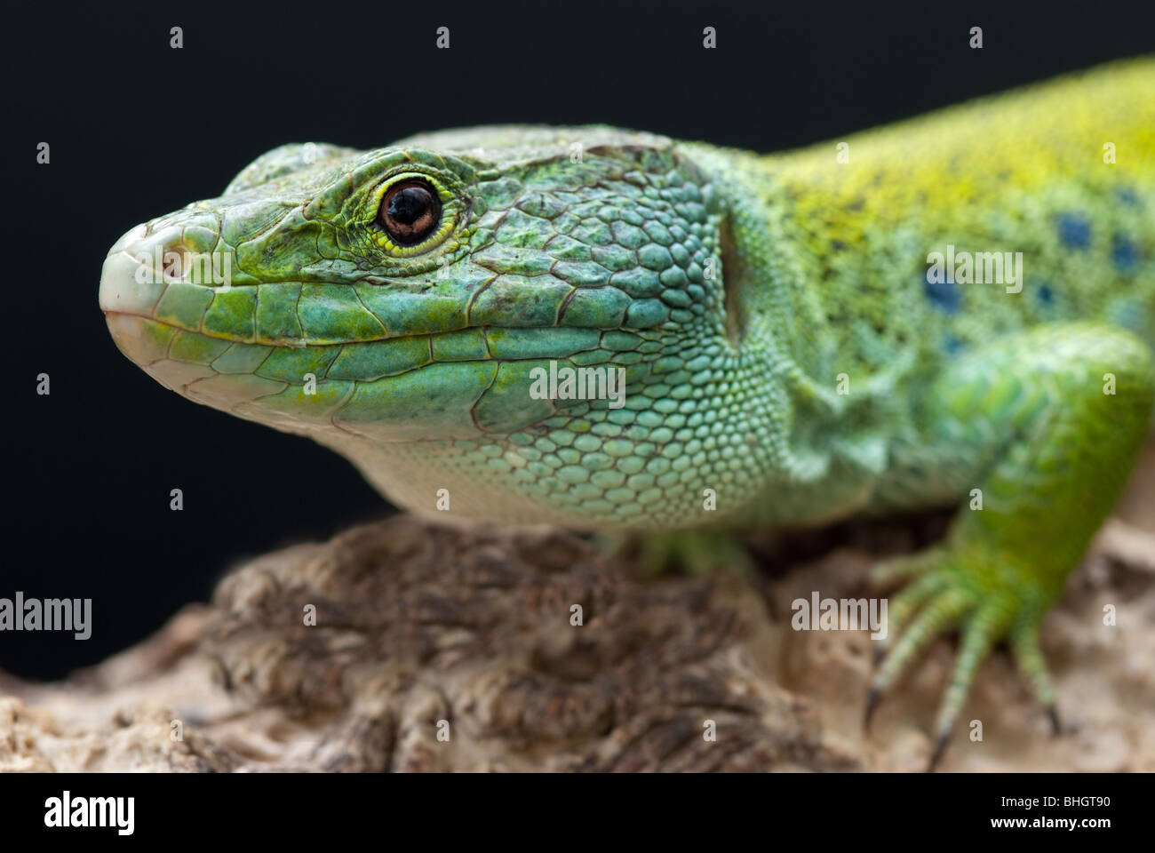 Eyed lizard o Timon lepidus (syn. Lacerta lepida) es una especie de lagartija conocida también como Ocellated Lizard Foto de stock