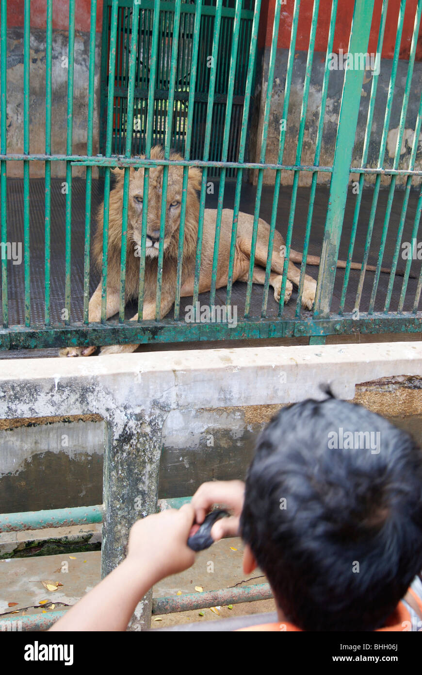 Wild Lion King dentro y fuera del niño.Un niño pequeño viendo un león y un león bruscamente hacia el muchacho.la escena del zoológico en India Foto de stock